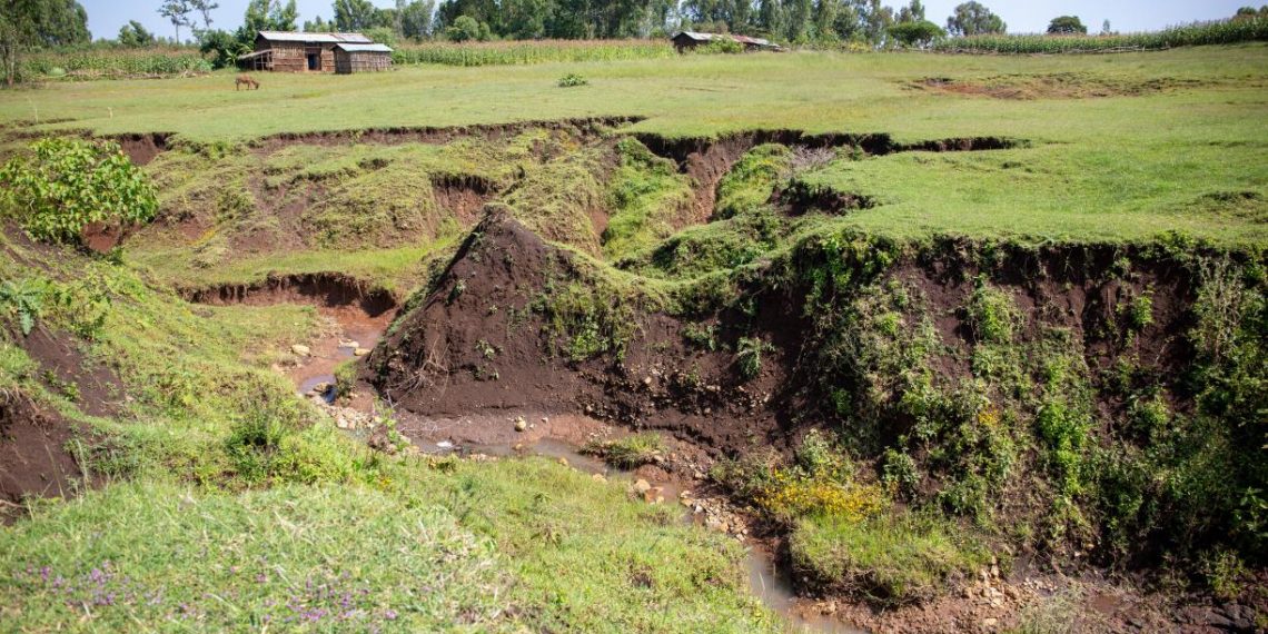 Restoring an Ethiopian Watershed | World Resources Institute